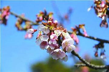 寒樱“醒来”开启今年樱花季